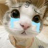 eyl_aa6