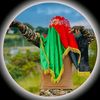 faridullahazami