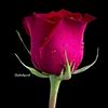 md.robel5466