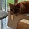 garfield25sj