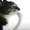 user219114815