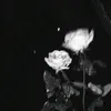 theaazc