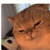 mbildragon
