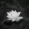 qunhnh0025