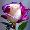 yousuf.ali302