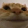 elupeplu