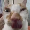 sillyillyycatt