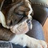 bulldogblanch