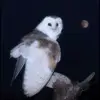faceless_owl12