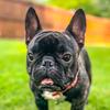 zeusthe_frenchie