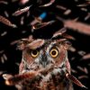 ayoi.si.burung.hantu
