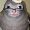 cherkash556