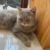 micookieluv