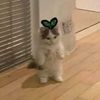 elgatito_xd