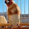 khaled.lmen
