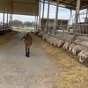abu.abaada