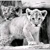 zeyad7465
