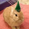 bunny_mp1