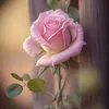 nazkaa555