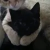 ngunhattiktok11