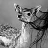 deer_o14
