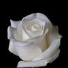 the_dark_white_rose