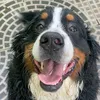 banoffe_bernese