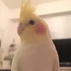 piyoy07