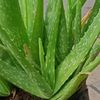 _aloevera18