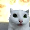 khu_khu_khec_khec