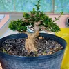 Đào Gia Bonsai