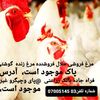 rahmdel.rahmani