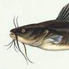 not.a.catfish2