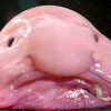 blobfishy666