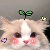 _lyszyy