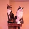 tac_cat_