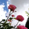 aliamort