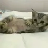 lizakbluuw1