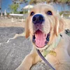 mr.waffle_goldenboy