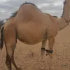 ugas.abdirahmn