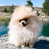 charmingthepom
