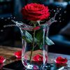 .rose0541