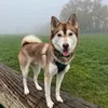 axelthepomsky