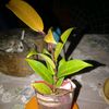 safina2659