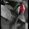 tulin_tong