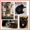 depressedwithpets