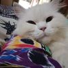 titik.rahayu7