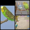 aminamougar