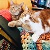 gus and vinny
