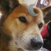 rocky_don_kagoshima